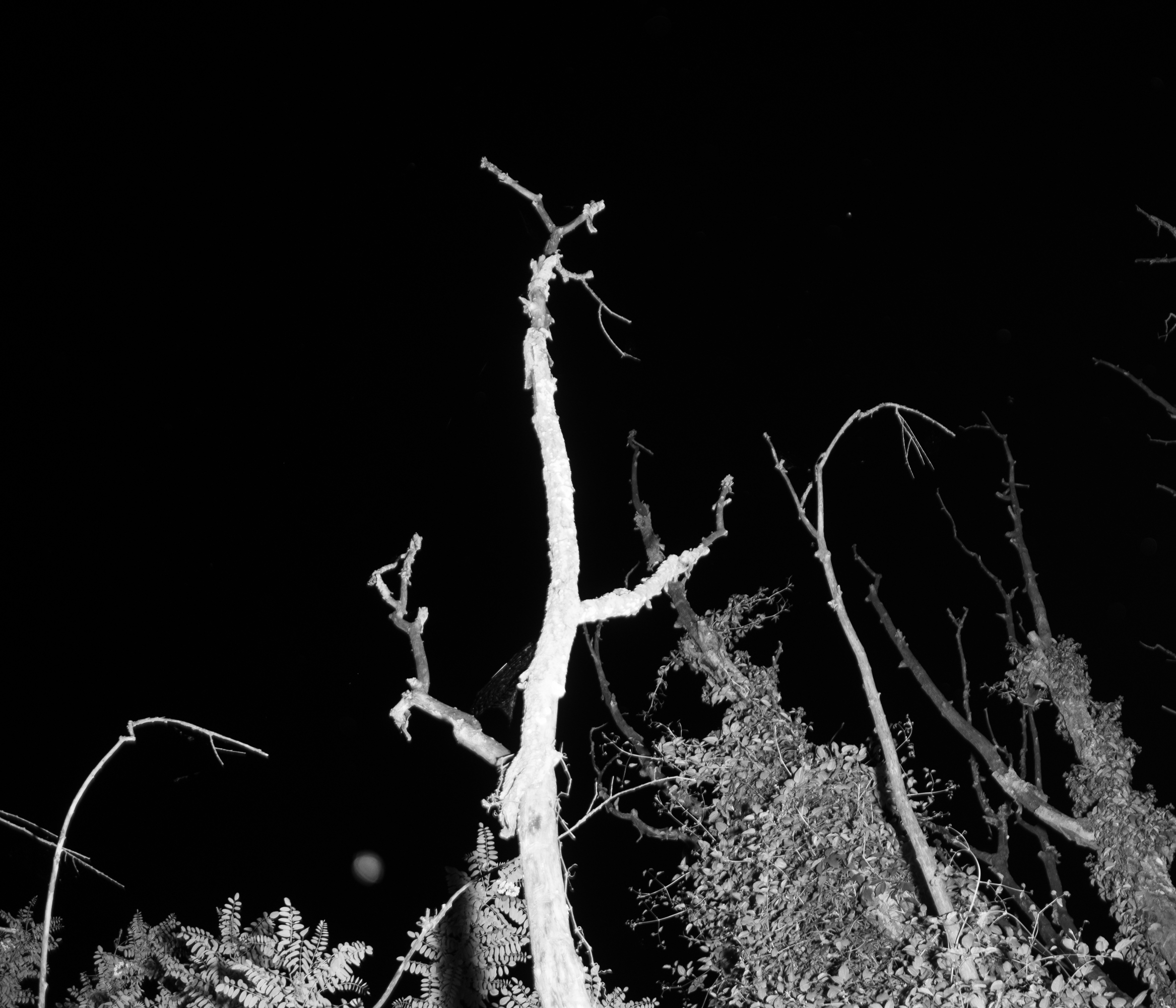 dark1